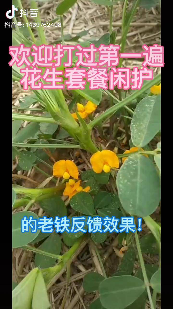 花生剂的做法详细介绍