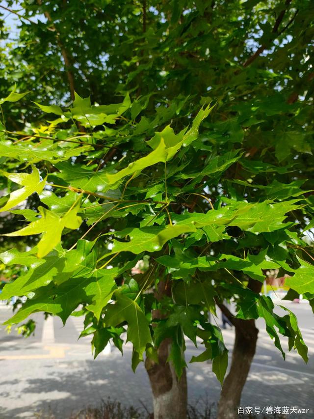 参花美酒香九洲 绿色健康压群芳