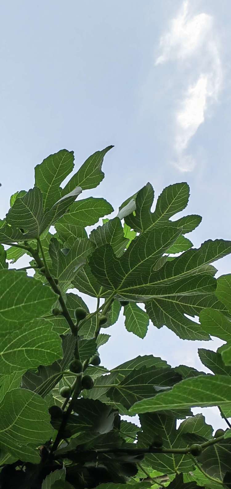 参花美酒香九洲 绿色健康压群芳