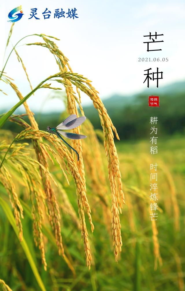 芒种：麦黄梅熟 祛湿防暑