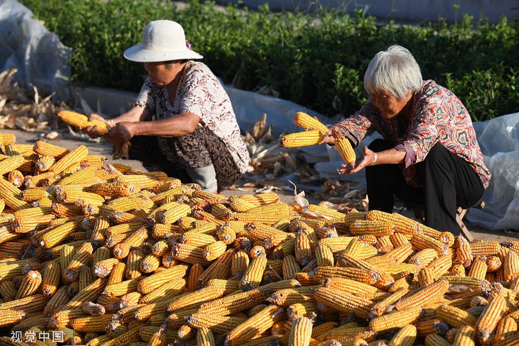 山东郯城：金秋玉米喜获丰收