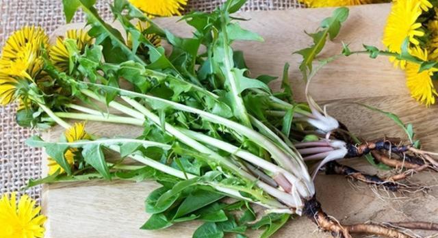 蒲公英+鹅蛋 治糖尿病